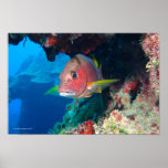 Yellowfin Schoolmaster Posters