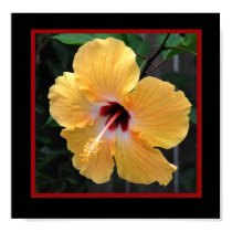YellowHibiscus3 posters by QuiznoCat YellowHibiscus3 posters
