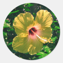 yellowhibiscus round stickers