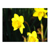 Yellows Staring posters by thedustyphoenix Yellows Staring posters