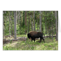 Yellowstone Bison Card