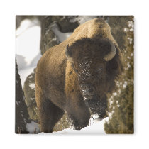 Yellowstone Bison Magnets