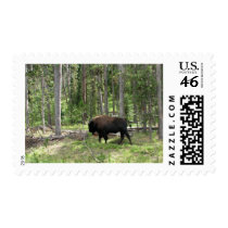 Yellowstone Bison Postage