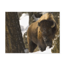 Yellowstone Bison Postcards