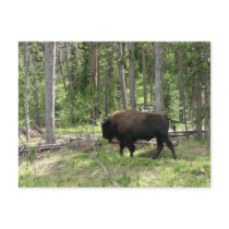 Yellowstone Bison Postcard