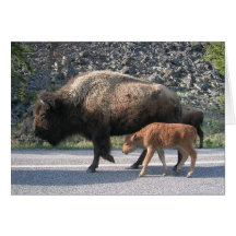 Yellowstone Buffalo Cards