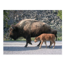 Yellowstone Buffalo Post Cards