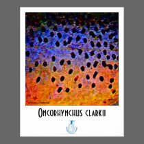 Yellowstone Cutthroat FFF Poster posters