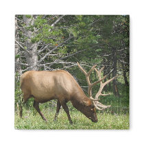 Yellowstone Elk Fridge Magnet