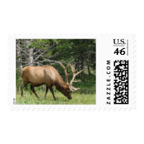 Yellowstone Elk Postage Stamp
