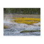 Yellowstone Geysers and Wild Flowers Postcards