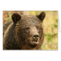 Yellowstone grizzley cards by phototreker Yellowstone grizzley cards