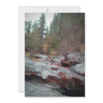 Yellowstone National Park Custom Announcement