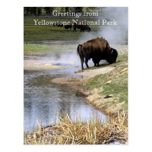Yellowstone National Park Postcard Zazzle