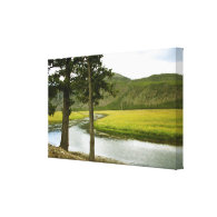 yellowstone national park, river, trees, mountain gallery wrapped canvas