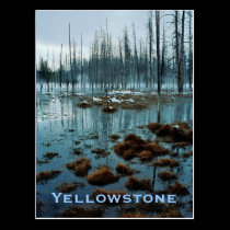 Yellowstone Postcard postcards