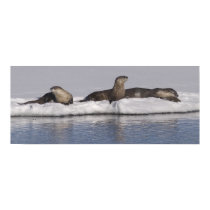 Yellowstone River Otters posters
