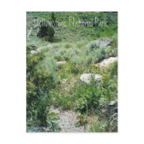 Yellowstone Summer postcards by KROPWD Yellowstone Summer postcards