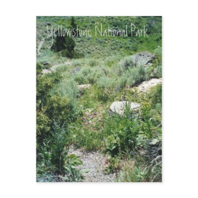 Yellowstone Summer Postcards by KROPWD