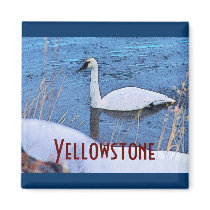 Yellowstone Swan Magnet by RickDouglas Yellowstone Swan Magnet