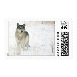 Yellowstone Wolf - Customized postage