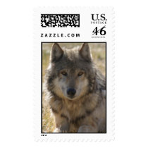 Yellowstone Wolf postage