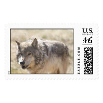 Yellowstone Wolf postage