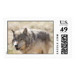 Yellowstone Wolf Postage