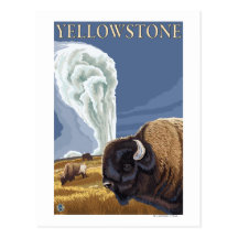 YellowstoneBison with Old Faithful Postcard