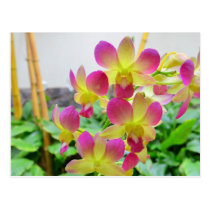 Yelow Pink Orchids Postcards