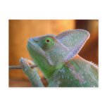 Yeman chameleon postcards