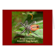 Yes I Bite Assassin Bug Cards