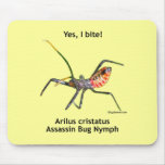 Assassin+bug+bite+australia