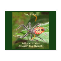Yes I Bite Assassin Bug Post Cards
