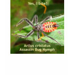 Yes I Bite Assassin Bug T Shirt