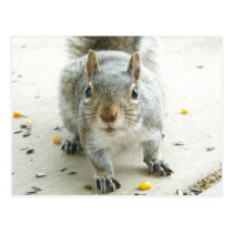 "Yes, I Would Like Some Food" Postcard postcards