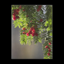 Yew berries postcards
