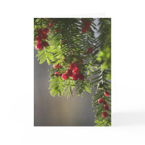 Yew Christmas card