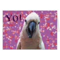 YO! cards