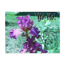 Yo-Ho! Hook Iris postcards