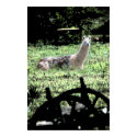 Yo Llama posters