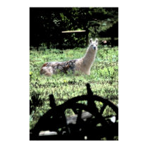 Yo Llama posters