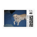 Yogi and baby postage