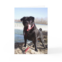 Yogi the Pug Greeting Card- Congrats