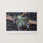 Yolly Bolly Ca Fungi Flora Mushroom Plants Botany Puzzle