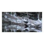 Yolly Bolly California Fauna Birds Aves Animals Photo Card Template