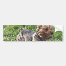 York Terrier Dog Bumper Sticker