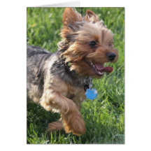 York Terrier Dog Greeting Card