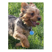 York Terrier Dog Postcard