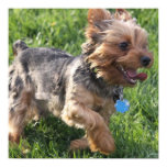 York Terrier Dog Poster posters